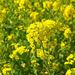 20080319_motherfarmyokohamatrip_0081